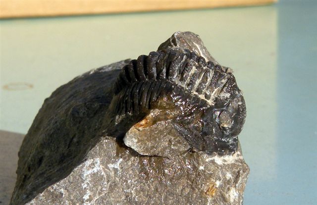 Trilobiti verosimilmente marocchine - seconda serie